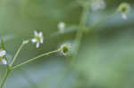 White avens